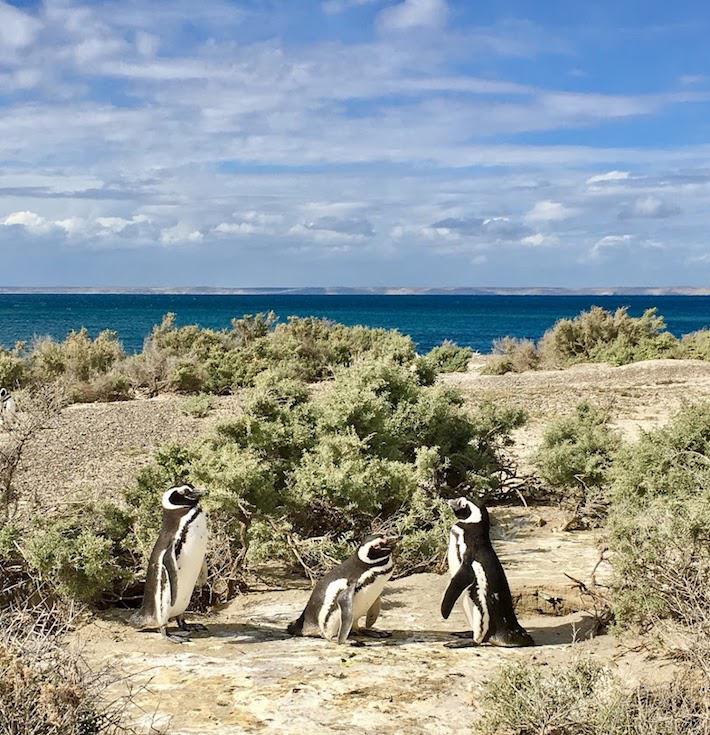 WFN_PabloBorboroglu_MagellanicPenguinColony_PatagoniaArgentina