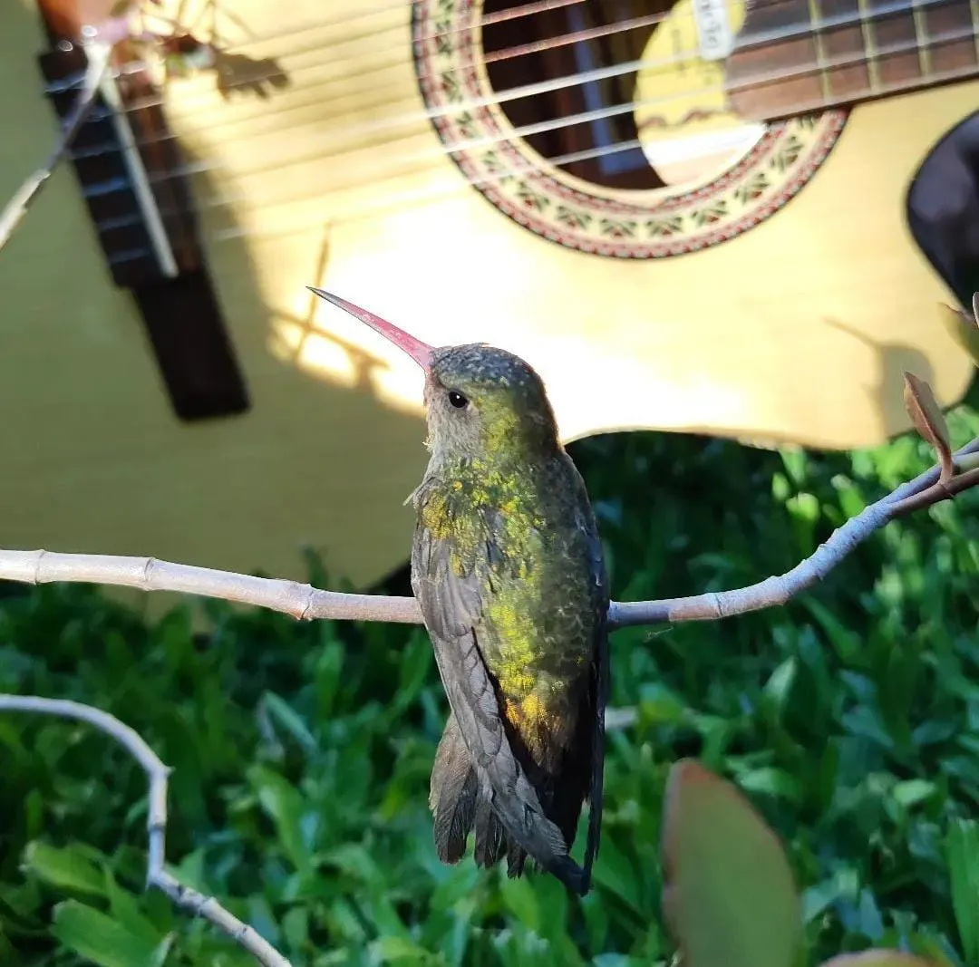 Colibrí Cinwololo