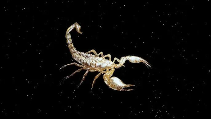 Tapa La lógica del escorpion