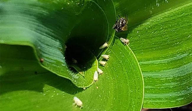 chicharritas-dos-e1710262277107-650x375